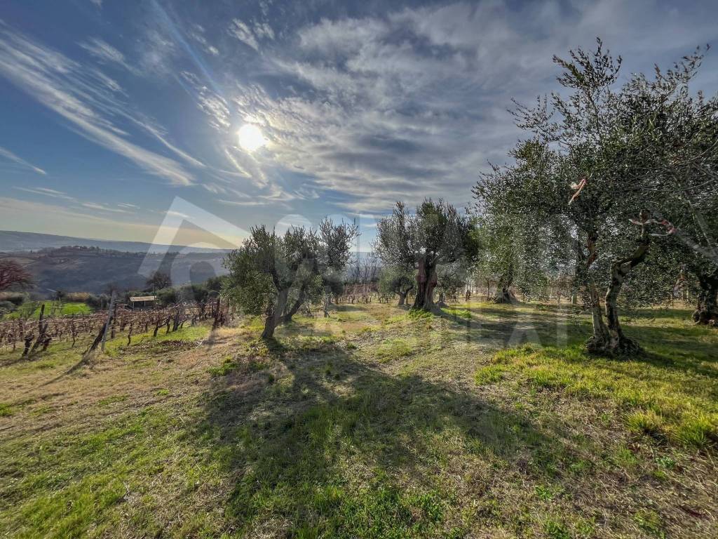 Terreno a Monte roberto - Foto 4