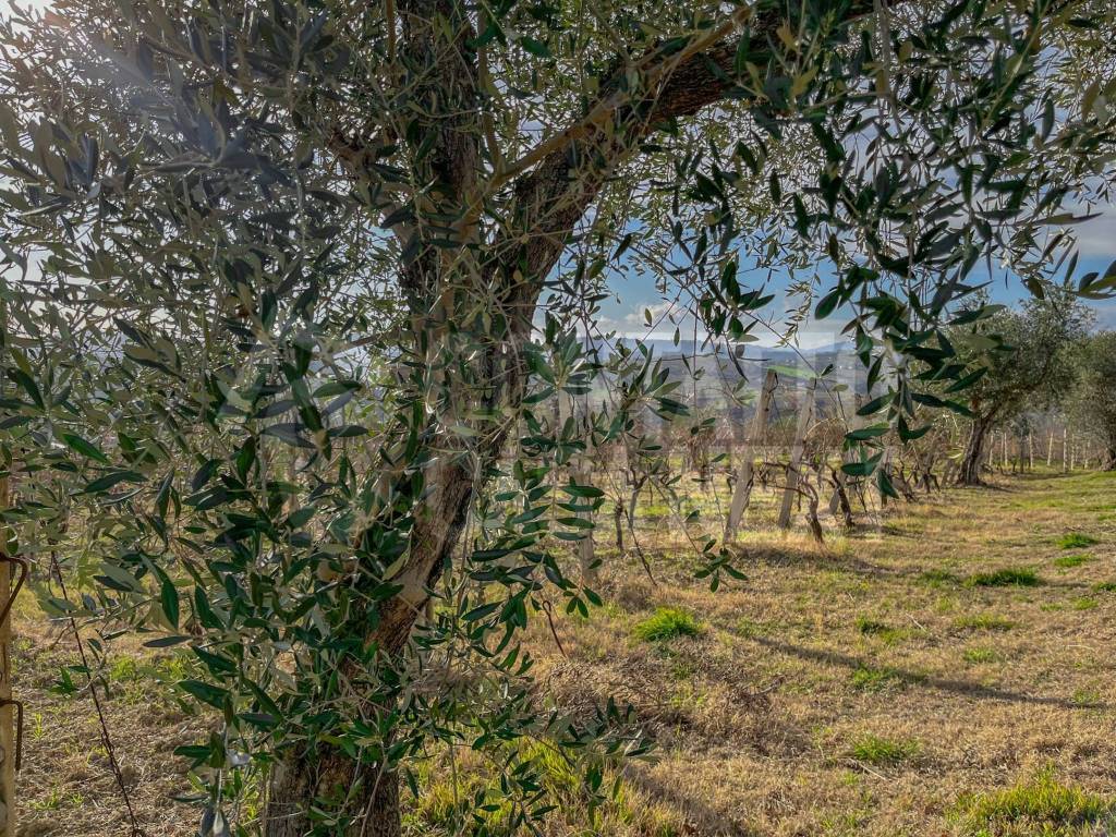 Terreno a Monte roberto - Foto 5