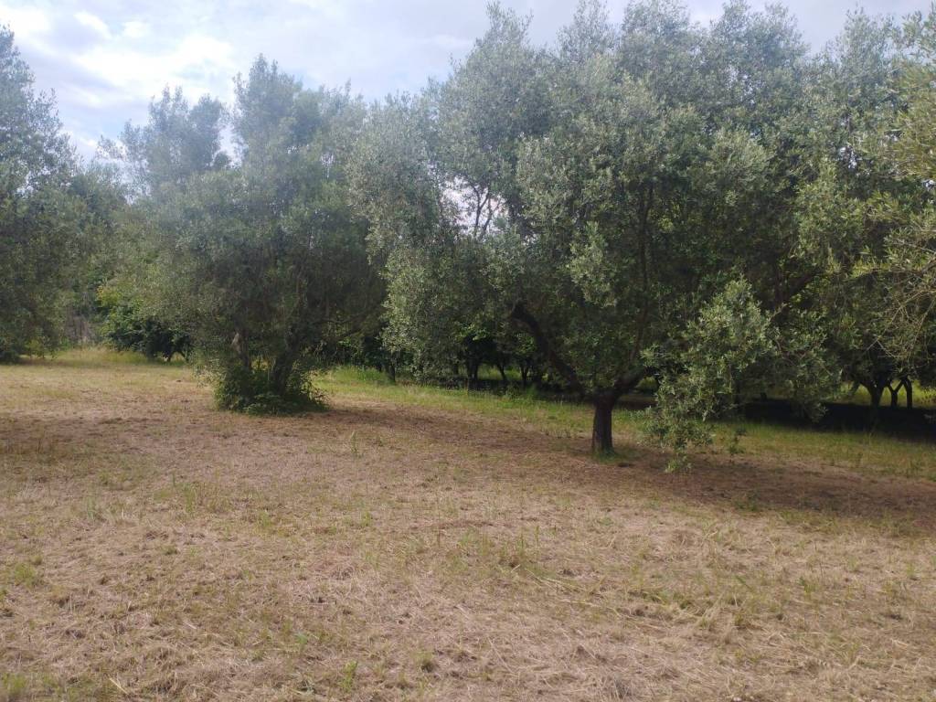 Terreno a Calvi risorta in Via Casilina - Foto 2