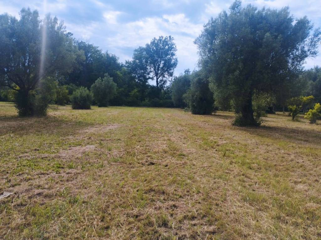 Terreno a Calvi risorta in Via Casilina - Foto 4
