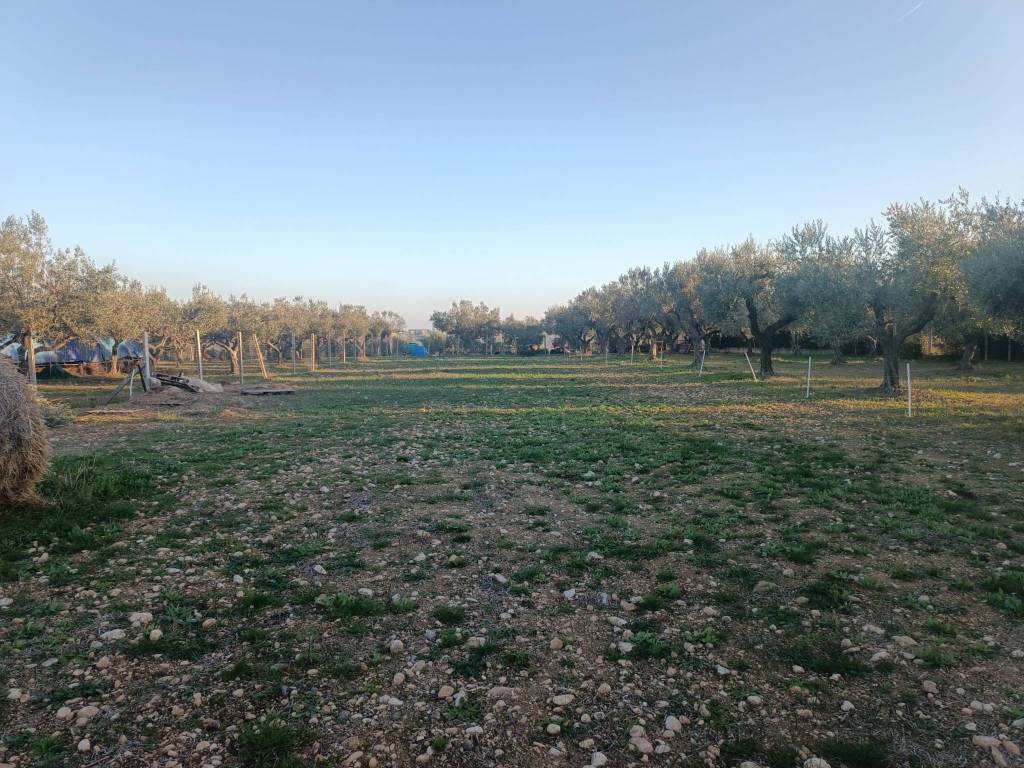 Terreno a Treglio in Contrada San Martino - Foto 2