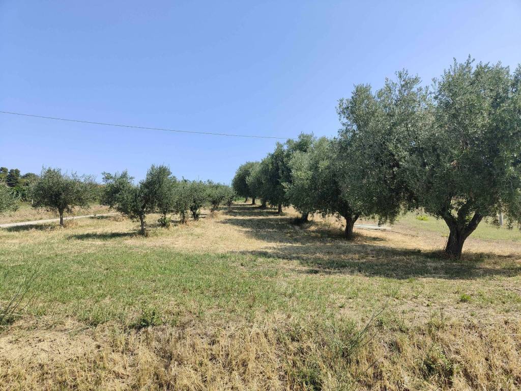 Terreno a Acquaviva picena in Contrada Magazzini - Foto 2