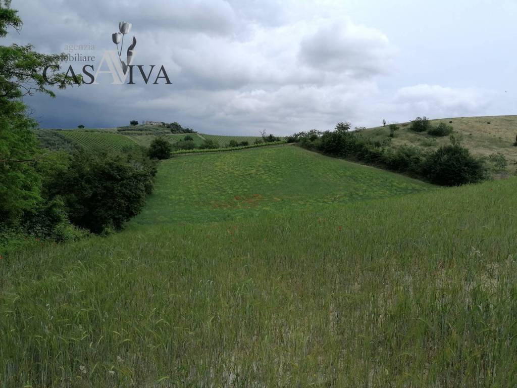 Terreno a Acquaviva picena in contrada Collelungo - Foto 3