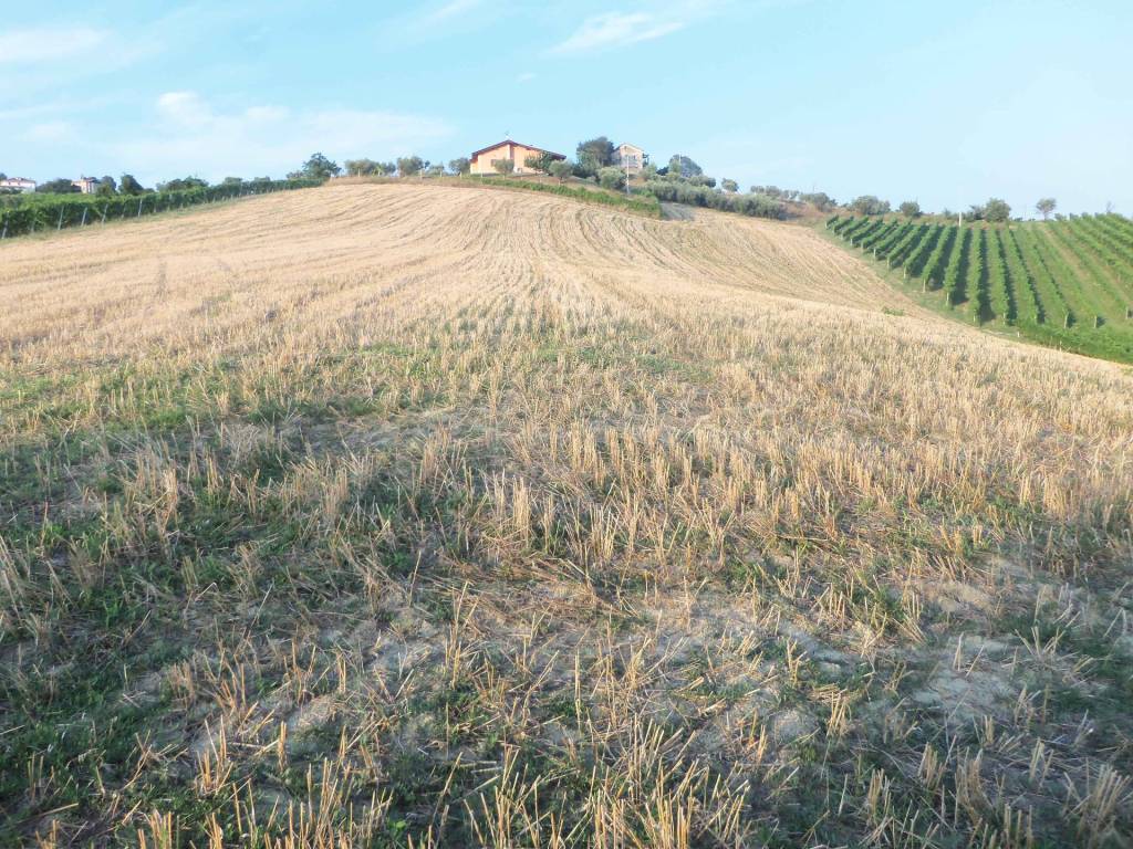 Terreno a Monsampolo del tronto in Contrada Collelungo - Foto 2