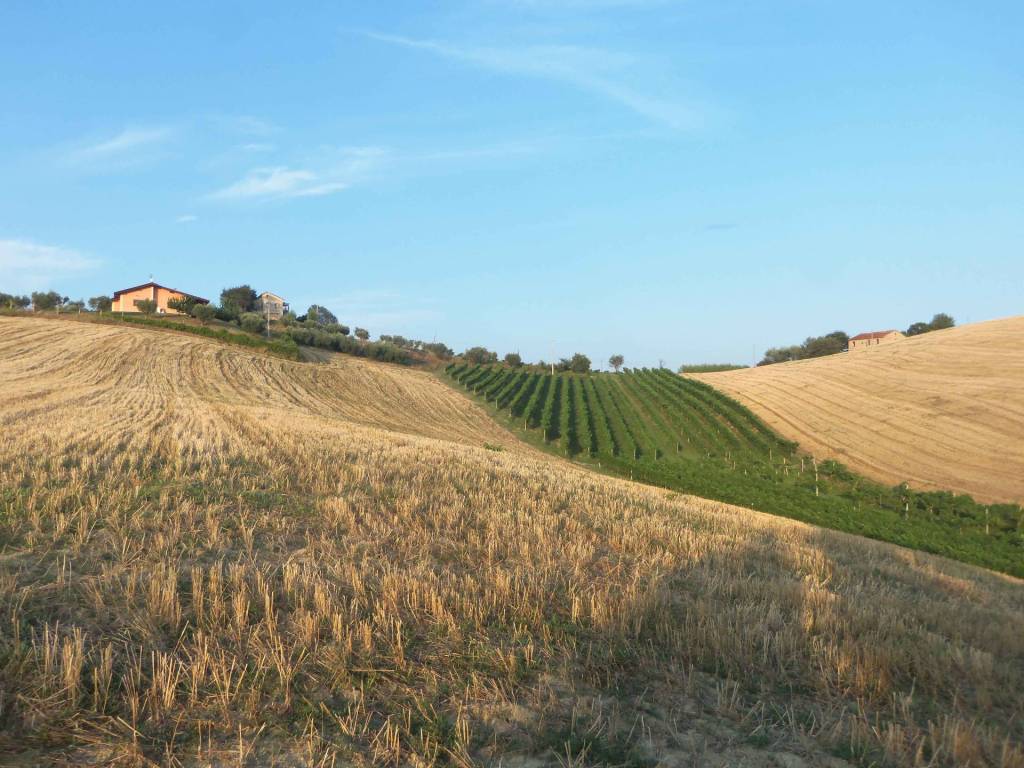 Terreno a Monsampolo del tronto in Contrada Collelungo - Foto 3