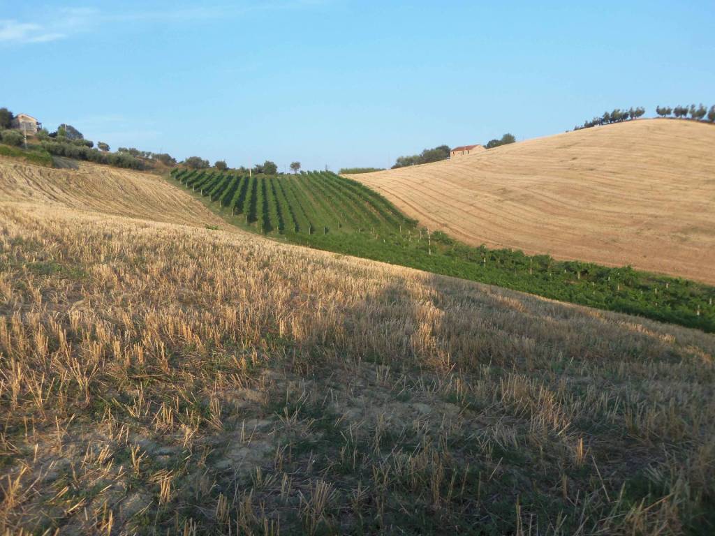 Terreno a Monsampolo del tronto in Contrada Collelungo - Foto 4