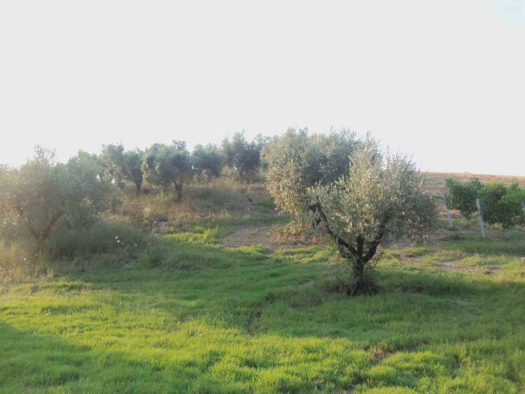 Terreno a Monsampolo del tronto in Contrada Collelungo - Foto 5