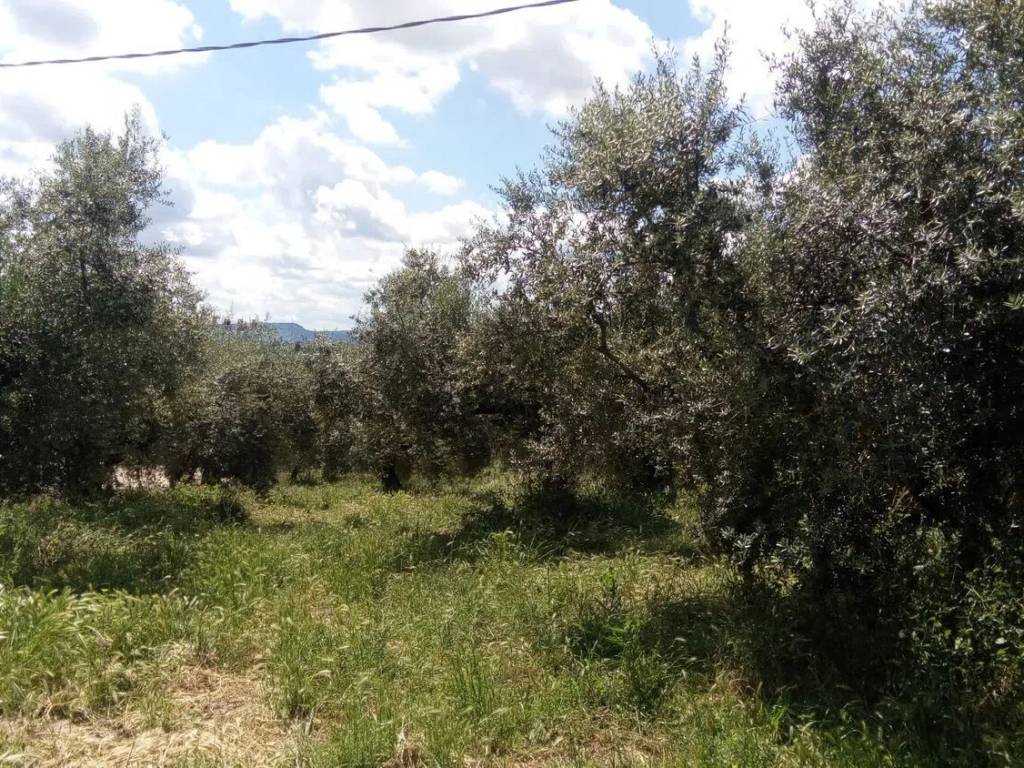 Terreno a Moscufo in Contrada Astignano S.N.C. - Foto 4
