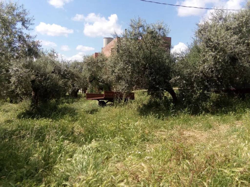 Terreno a Moscufo in Contrada Astignano S.N.C. - Foto 5