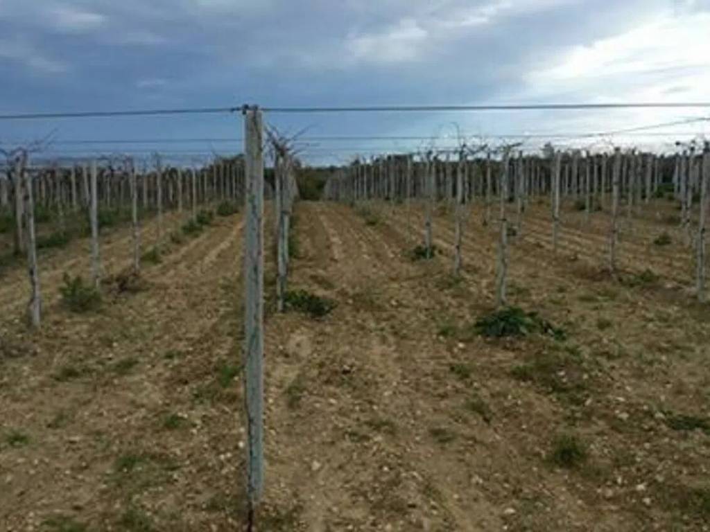 Terreno a Arielli in Via Statale S.N.C. - Foto 2