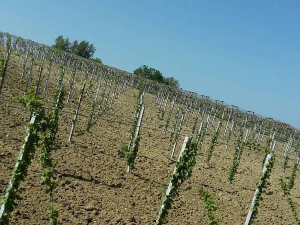 Terreno a Arielli in Via Statale S.N.C. - Foto 3