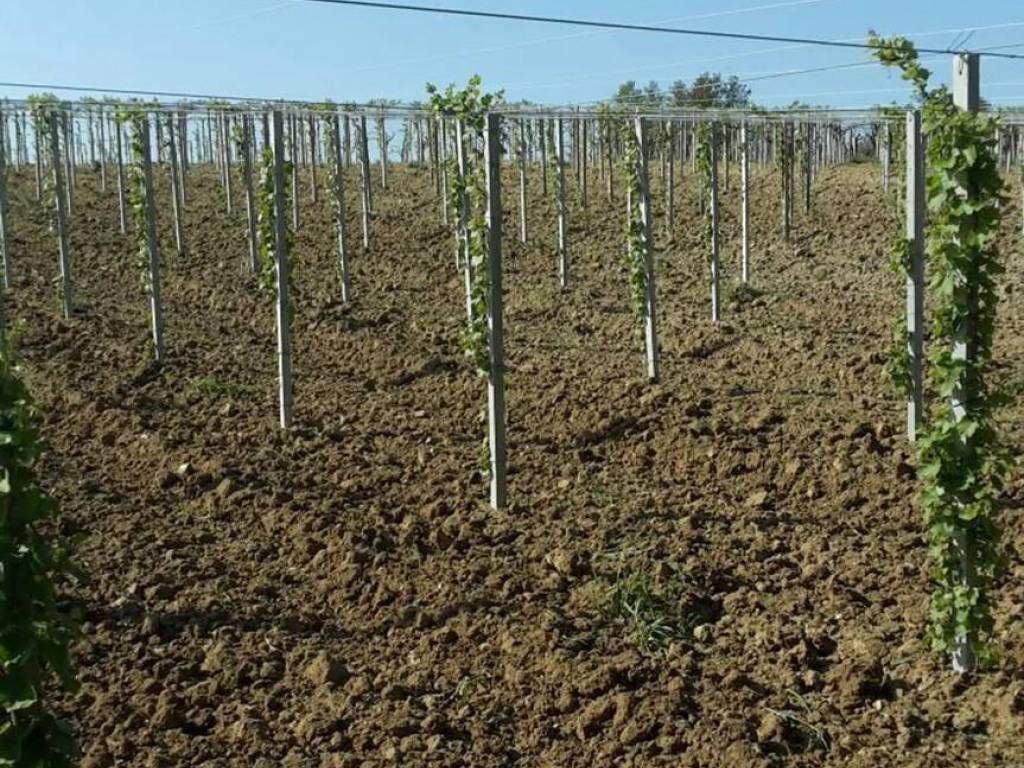 Terreno a Arielli in Via Statale S.N.C. - Foto 4