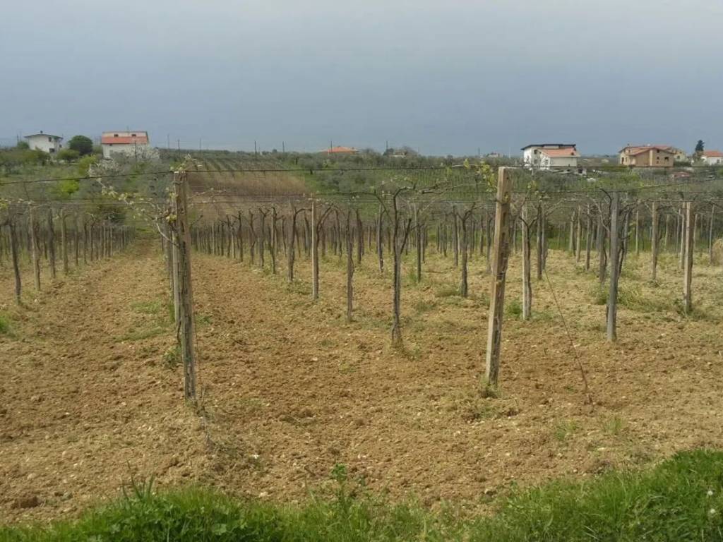 Terreno a Arielli in Via Statale S.N.C. - Foto 5