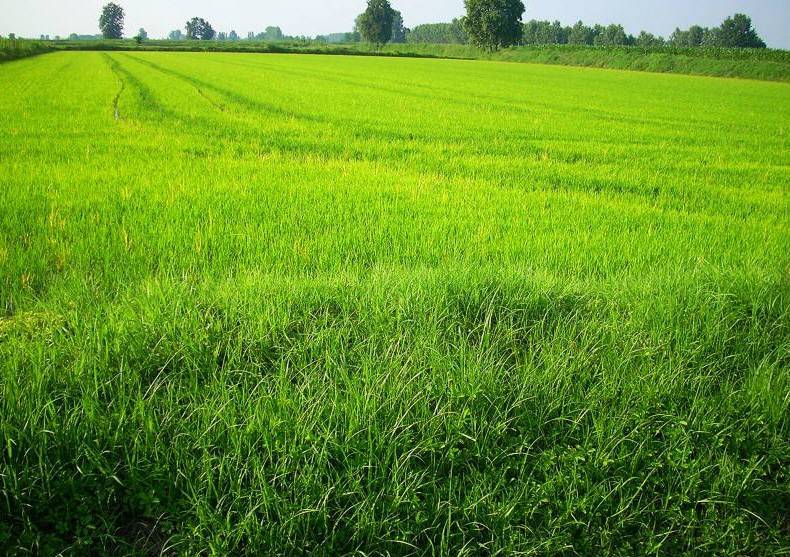 Terreno a Borgo san siro in Via Giuseppe Verdi - Foto 3