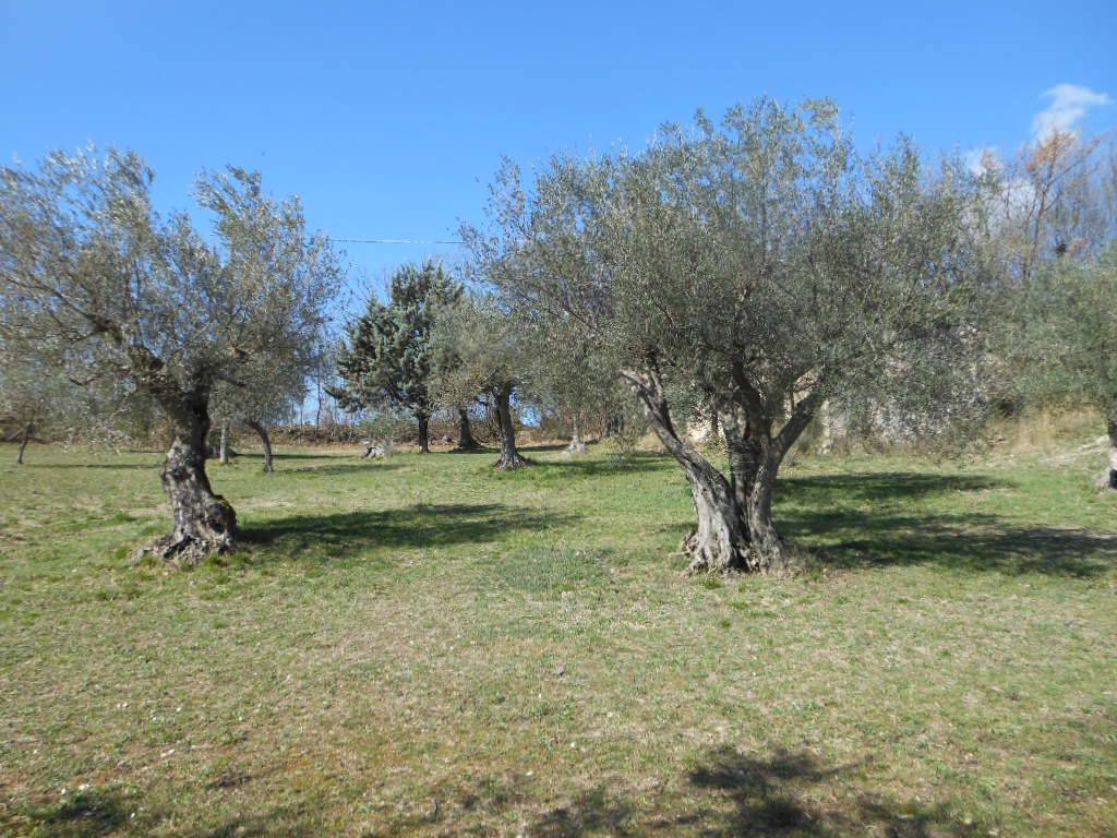 Terreno a Pratella in PRATELLA - Foto 4