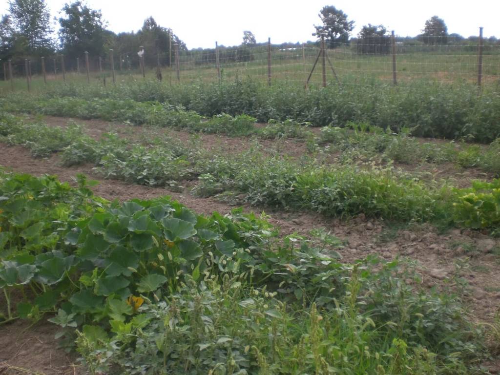 Terreno a Castelnuovo rangone in Cavidole S.N.C. - Foto 2