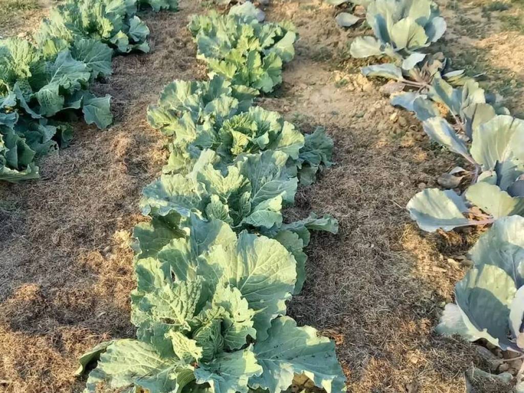 Terreno a Castelnuovo rangone in Cavidole S.N.C. - Foto 4