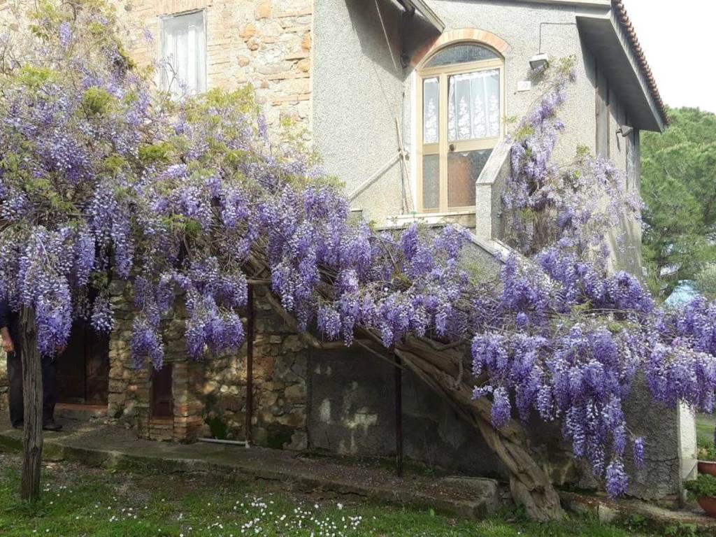 Rustico / casale a Campagnatico - Foto 2