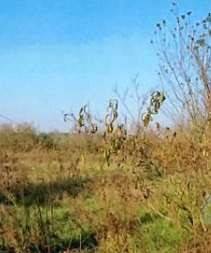 Rustico / casale a Rocchetta tanaro in Frazione Sant'Emiliano - Foto 5