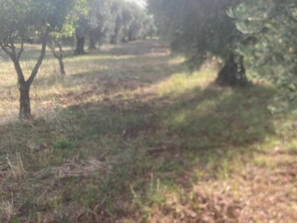 Terreno a Sermoneta in Pelliccio - Foto 3