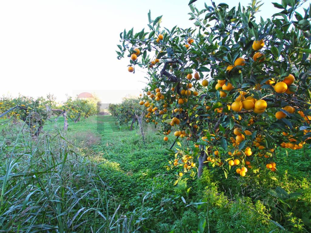 Terreno a Augusta in CONTRADA LUOGO MONACO - Foto 3