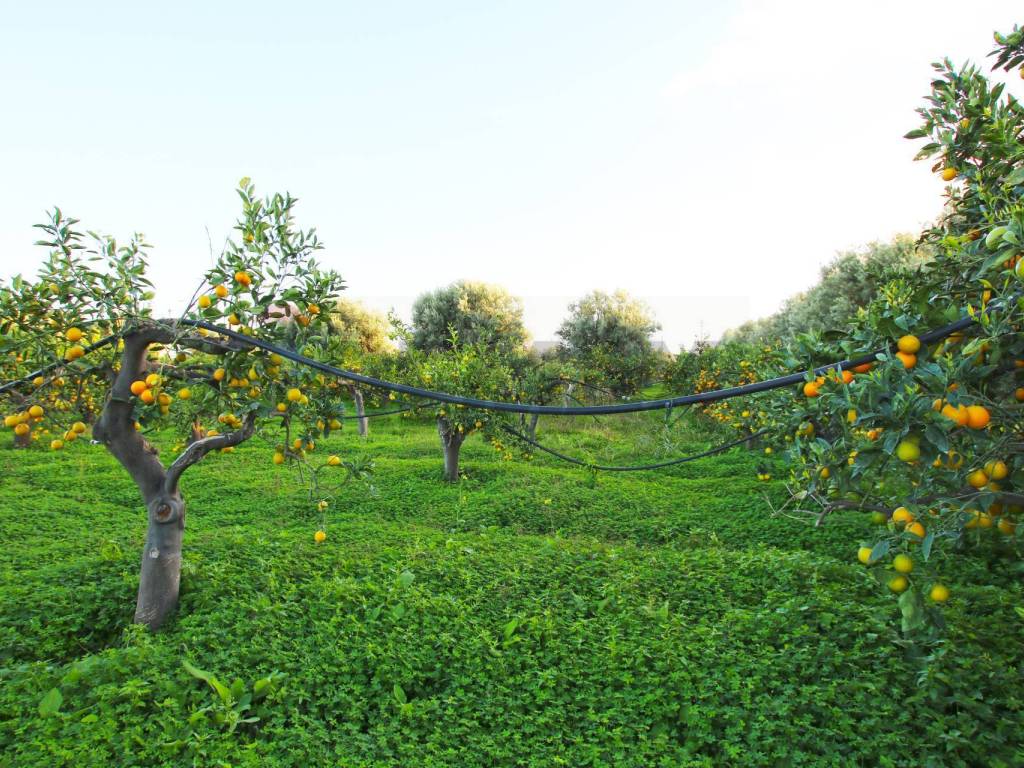 Terreno a Augusta in CONTRADA LUOGO MONACO - Foto 4