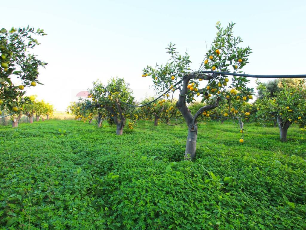 Terreno a Augusta in CONTRADA LUOGO MONACO - Foto 5