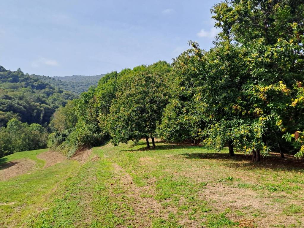 Terreno a Barge in Strada Vicinale del Bricco dei Carle - Foto 3