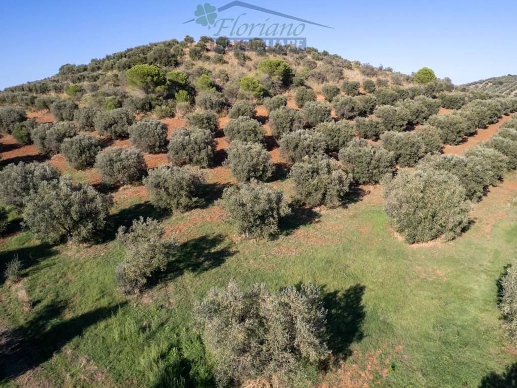 Terreno a Capalbio in Strada Pedemontana - Foto 2