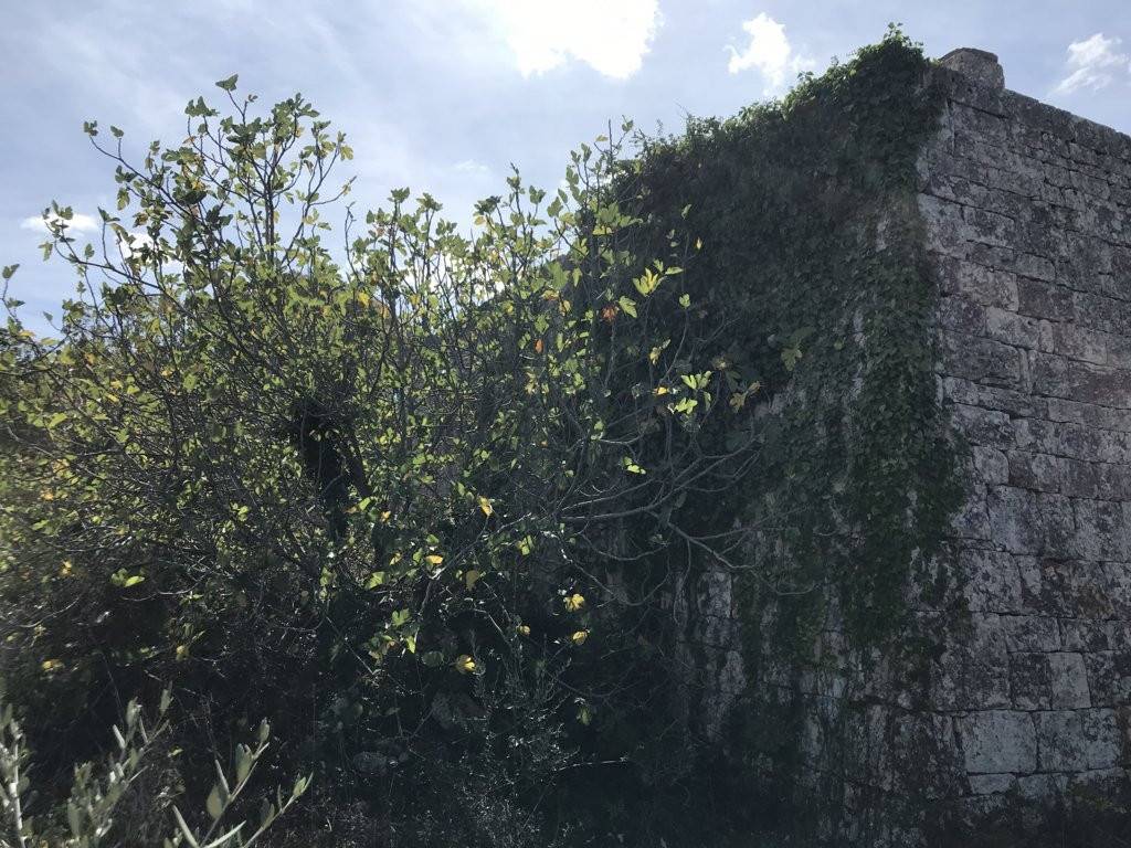 Rustico / casale a Ostuni in Contrada San Salvatore - Foto 5