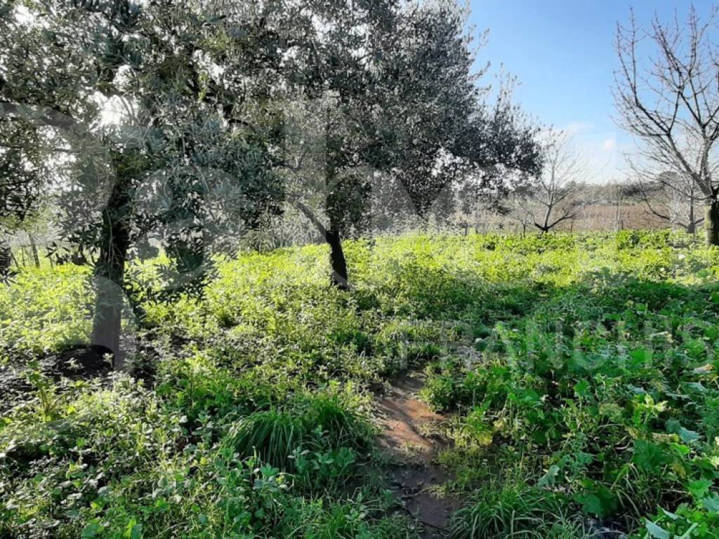 Villa a Teano in Contrada Palmieri, 2 - Foto 5