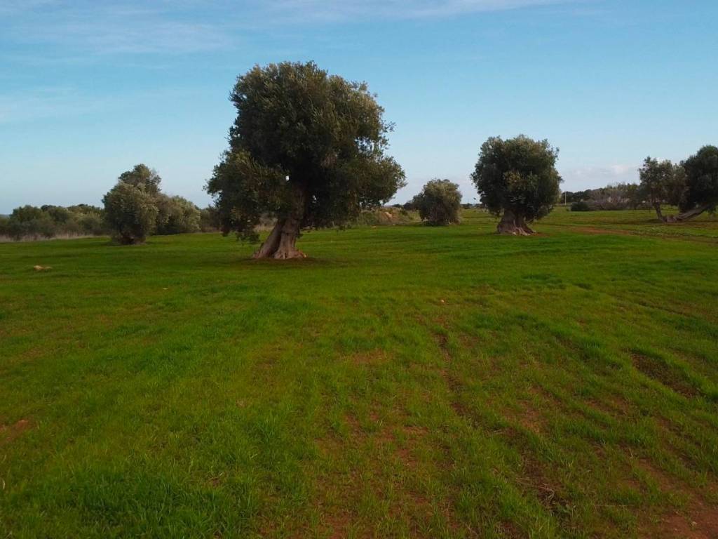Terreno a Fasano in Contrada Cerasina - Foto 4