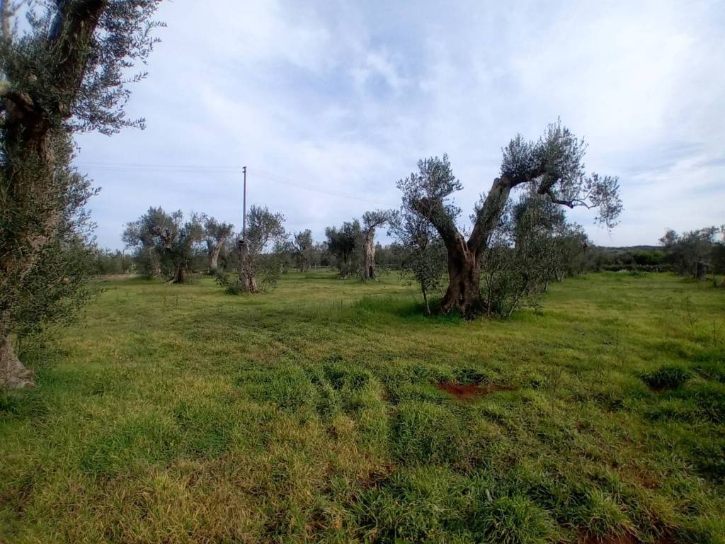 Terreno a Giuggianello in Strada Comunale Cardonito Serravecchia - Foto 3