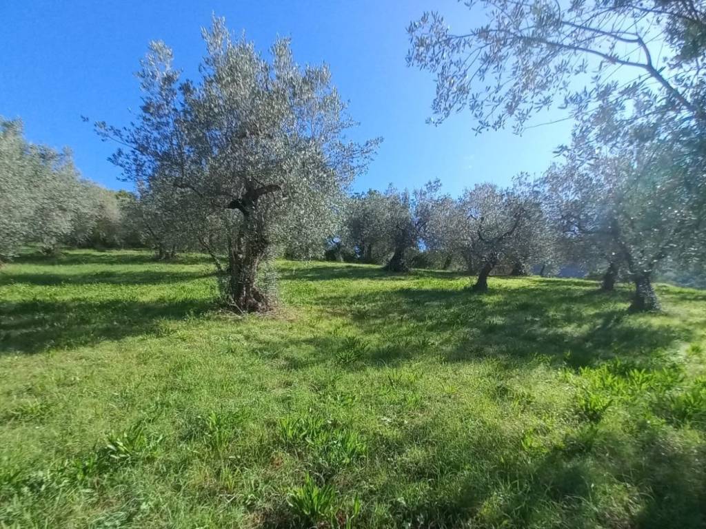 Terreno a Spoleto in Località Belvedere-Ancaiano - Foto 5