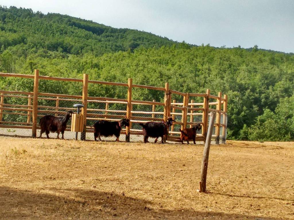 Terreno a Calvello in Contrada Sant'Elia - Foto 2
