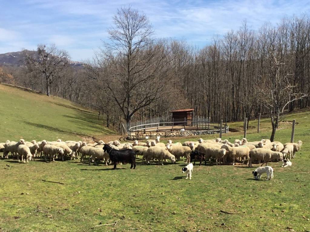 Terreno a Calvello in Contrada Sant'Elia - Foto 4