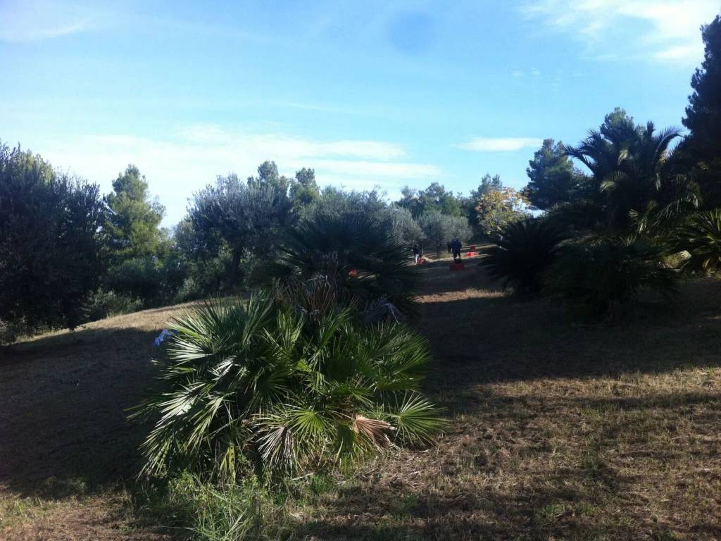 Terreno a Ripatransone - Foto 4