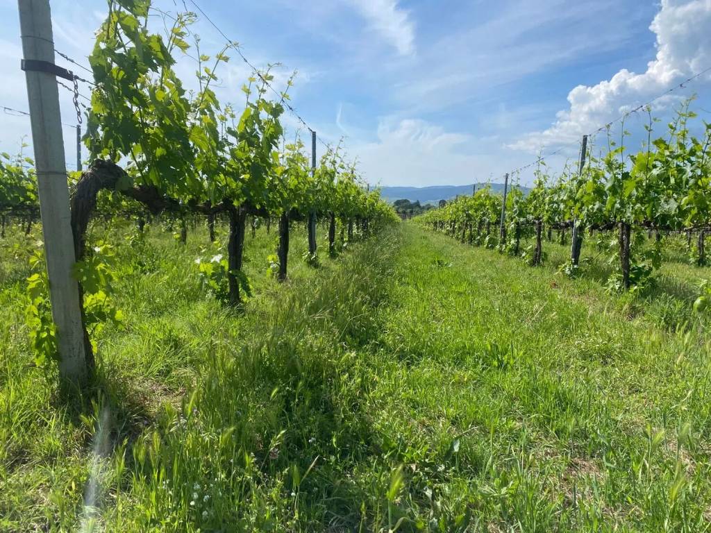 Terreno a Manciano in Loc.Pianeti , Saturnia No Number - Foto 3