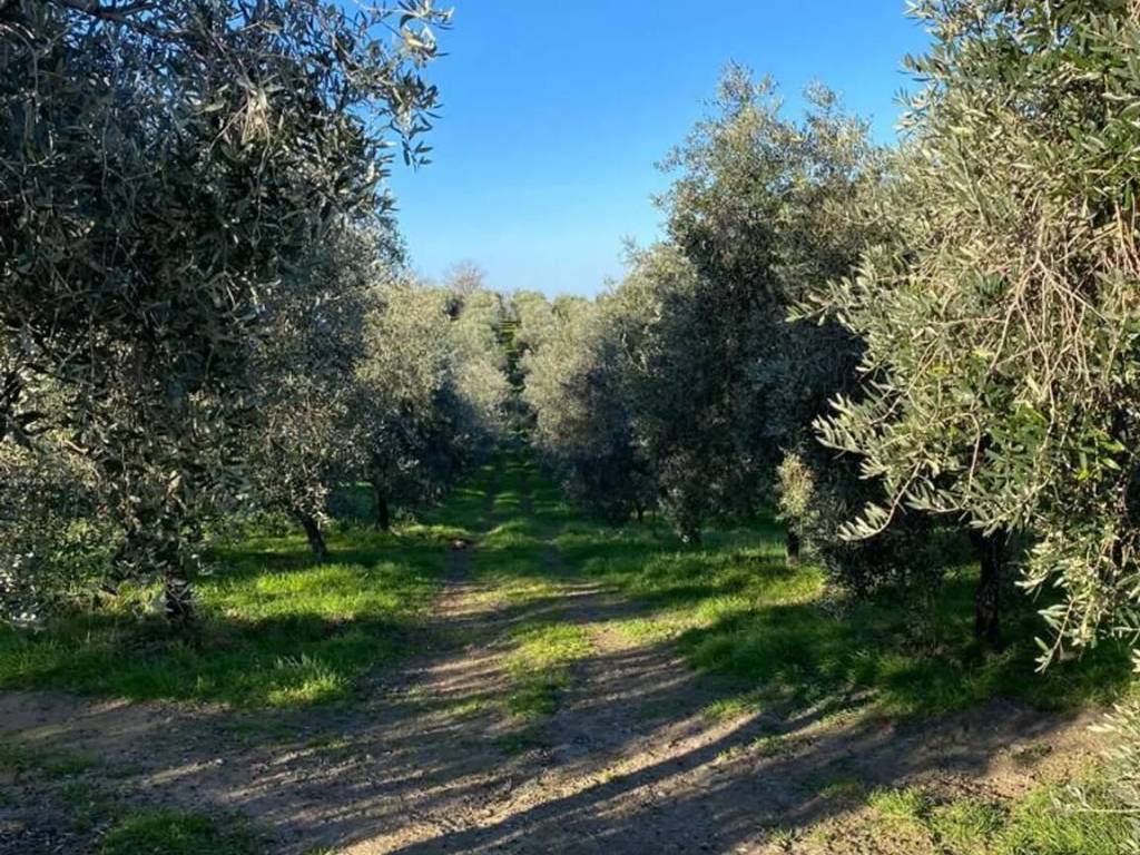 Terreno a Pitigliano in Snc No Number - Foto 2