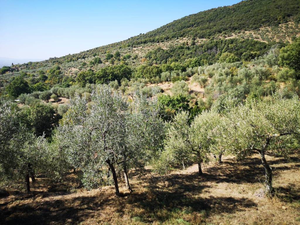 Terreno a Cortona in Case Sparse San Martino Bocena - Foto 3