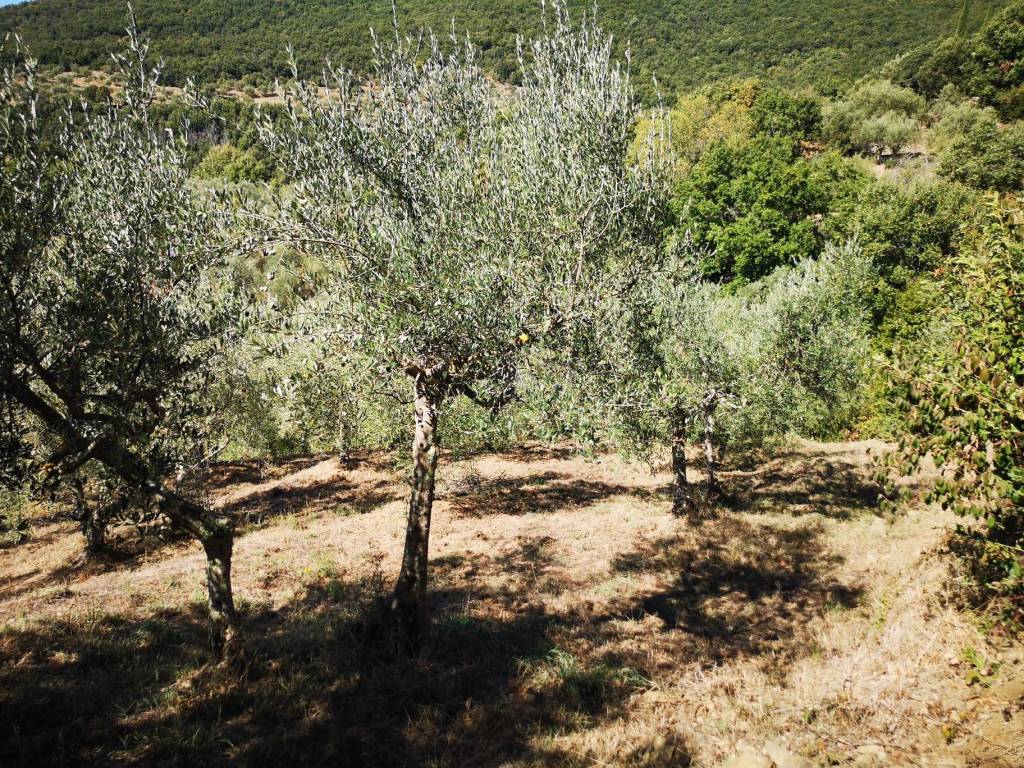 Terreno a Cortona in Case Sparse San Martino Bocena - Foto 4