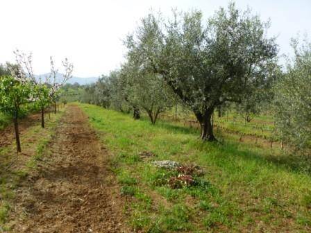 Rustico / casale a Follonica - Foto 2