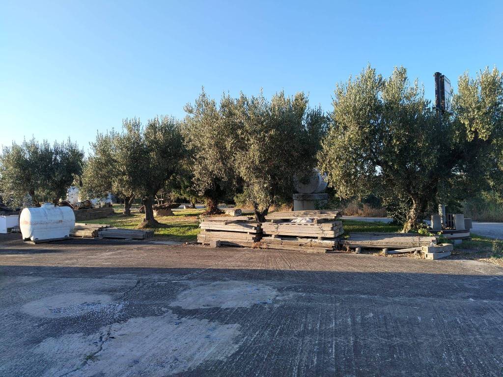 Terreno a Scerni - Foto 3