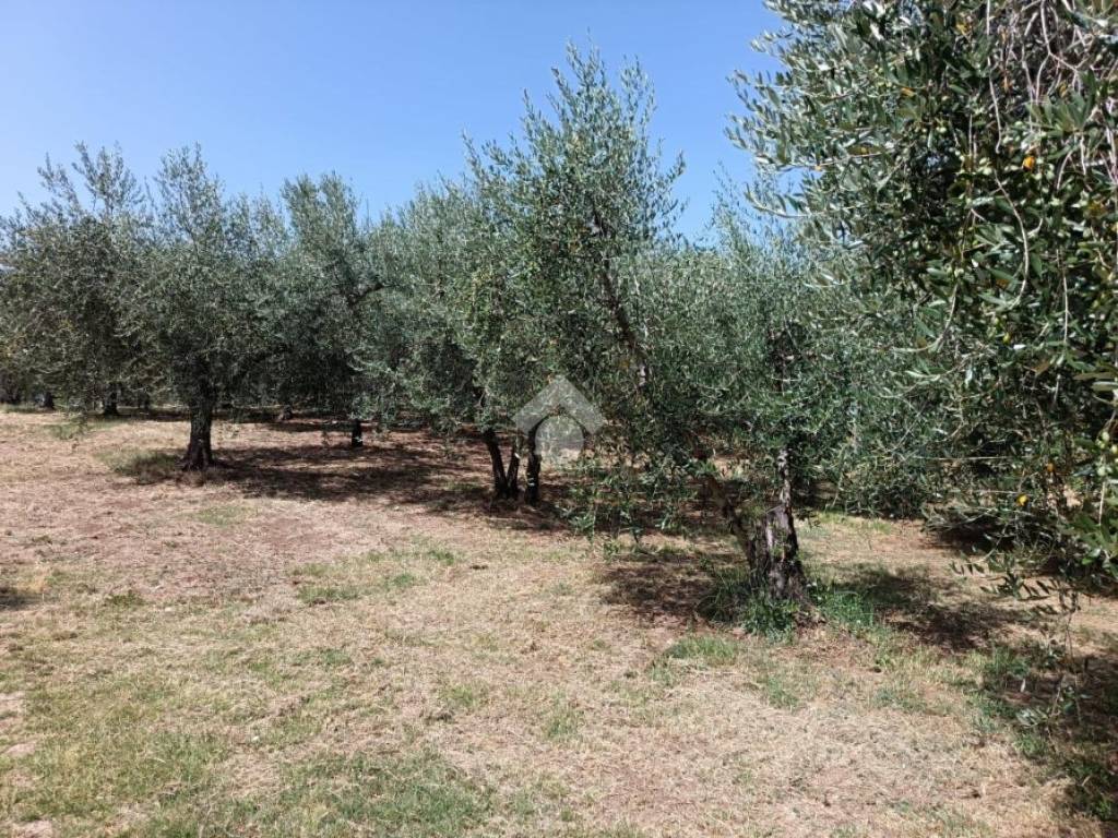 Terreno a Montopoli di sabina in VIA CAPRARECCIA - Foto 2