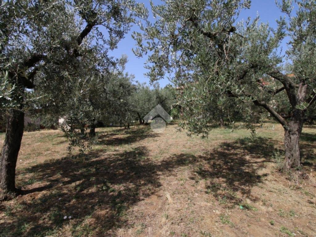Terreno a Montopoli di sabina in VIA CAPRARECCIA - Foto 5