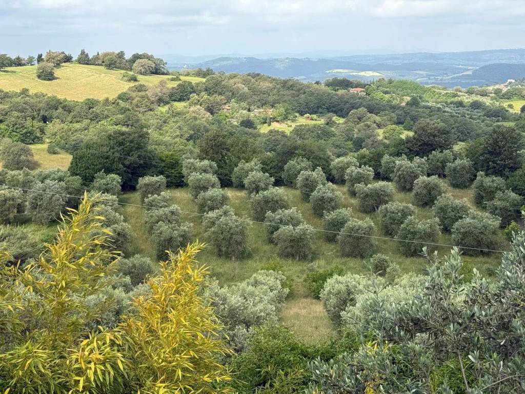 Villa a Manciano in Poderi Montemerano No Number - Foto 4