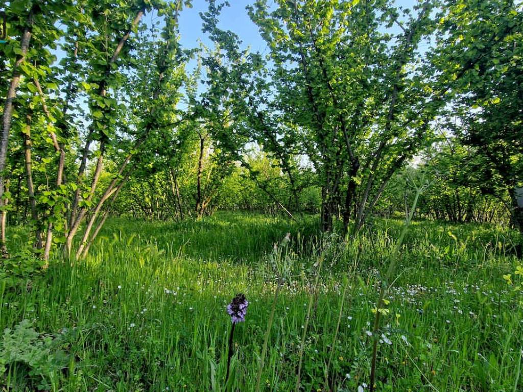 Terreno a Capriglia irpina in Via Breccelle, 84 - Foto 4