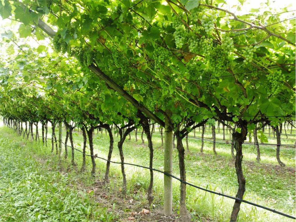 Terreno a Dro - Foto 5