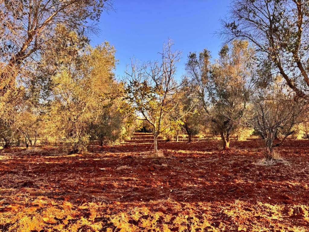 Rustico / casale a San michele salentino in Contrada Cotugni - Foto 4