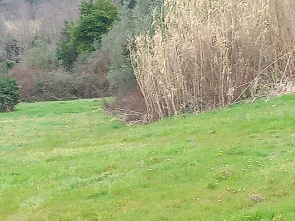 Terreno a Casciana terme lari - Foto 2